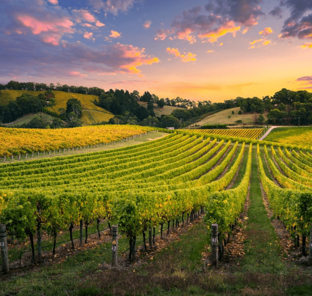 Vineyards and New Markets